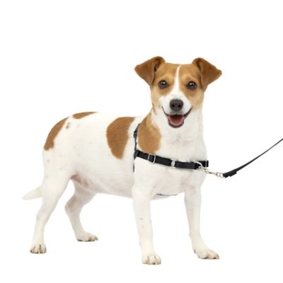 Image showing  Easy Walk No-Pull Dog Harness