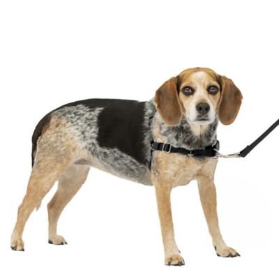 Image showing  Easy Walk No-Pull Dog Harness