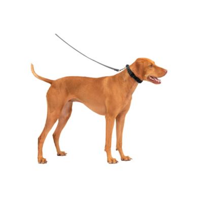 Image showing 6 th PetSafe Soft Point Training Collar