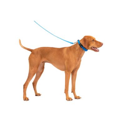 Image showing 6 th PetSafe Soft Point Training Collar