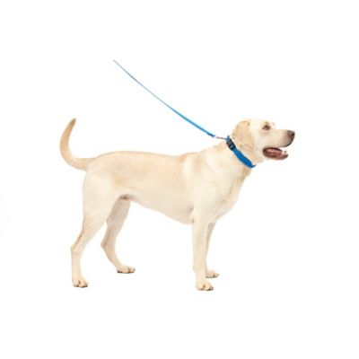 Image showing 6 th PetSafe Soft Point Training Collar