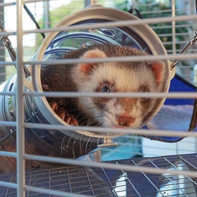 Image showing 5 th Ferplast Furet Tower