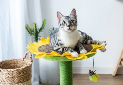 Image showing  23.2 in. Sunflower Cat Tree Bed 2-in-1 Climbing Activity Tower