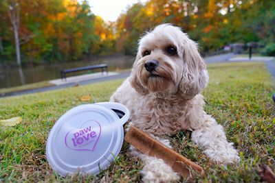 Image showing  Himalayan Yak Cheese Large, 2 ct.