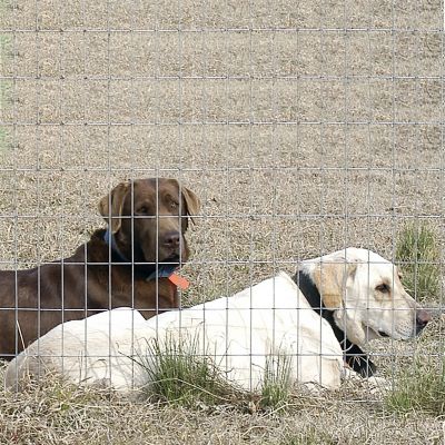 Image showing  100 ft. x 60 in. Welded Utility with 4 in. x 2 in. Mesh