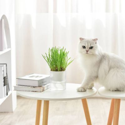 Michu All in One Soil Free Cat Grass Grow Kit