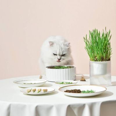 Image showing  All in One Soil Free Cat Grass Grow Kit