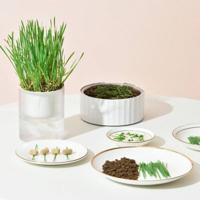 Image showing  All in One Soil Free Cat Grass Grow Kit