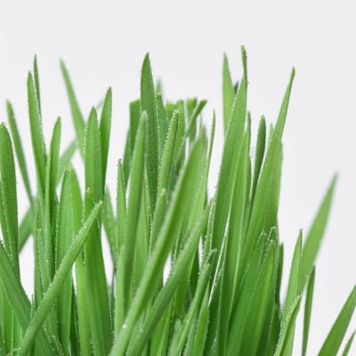 Image showing 6 th Michu All in One Soil Free Cat Grass Grow Kit