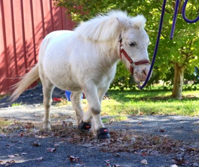Image showing  Easyboot Mini