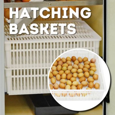 Image showing 9 th Hatching Time HB Series 175 Set & Hatch Full Automatic Chicken Egg Incubator