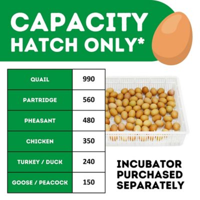 Image showing 6 th Hatching Time HB Series 350 Hatcher Only Full Automatic Chicken Egg Incubator