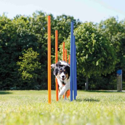 Image showing 11 th TRIXIE Portable Agility Dog Training Slalom Set, 12-Pack