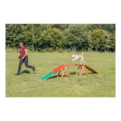 Image showing  Agility Dog Training Dogwalk