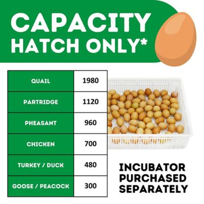 Image showing 7 th Hatching Time HB Series 700 Hatcher Only Full Automatic Chicken Egg Incubator