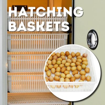Image showing 8 th Hatching Time HB Series 700 Hatcher Only Full Automatic Chicken Egg Incubator