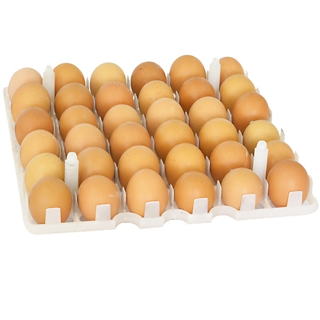 Cimuka Chicken Egg Setter Tray - 36 Eggs