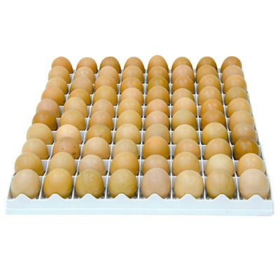 Image showing  80 Chicken Egg Tray
