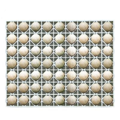 Cimuka Duck/Turkey Egg Setter Tray - 63 Eggs