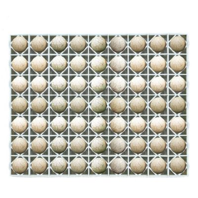 Hatching Time 63 Duck, Turkey Egg Tray