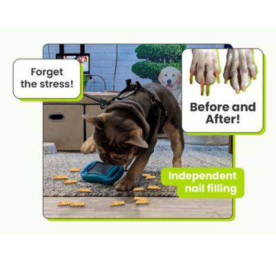 Image showing  Scratch Square Interactive Dog Toy, Large/Extra Large