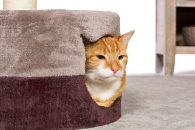Image showing  Kitty King Cat Bed and Scratcher