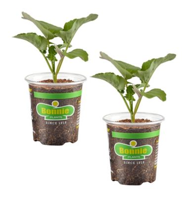 Bonnie Plants 19.3 oz. Aspabroc Broccolini, 2 Pack