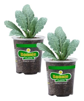 Bonnie Plants 19.3 oz. Kale Lacinato, 2 Pack
