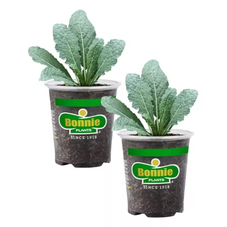 Bonnie Plants 19.3 oz Lacinato Kale Pack of 2 Vegetable Plants