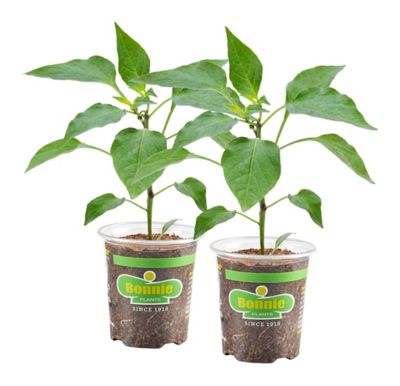 Bonnie Plants 19.3 oz. Pepper Coolapeno, 2 Pack