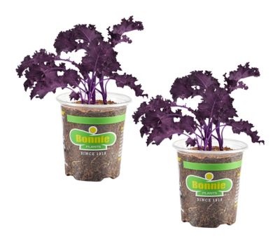 Bonnie Plants 19.3 oz. Purple Kale, 2 pk.