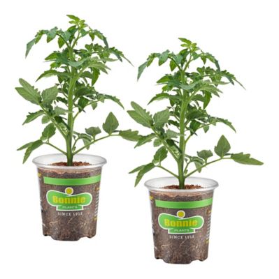 Bonnie Plants 19.3 oz. Genuwine Beefsteak Tomato, 2 Pack