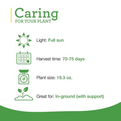 Image showing  Better Boy Tomato Plugs, 3-Pack