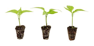 Bonnie Plants Jalapeno Plugs, 3-Pack
