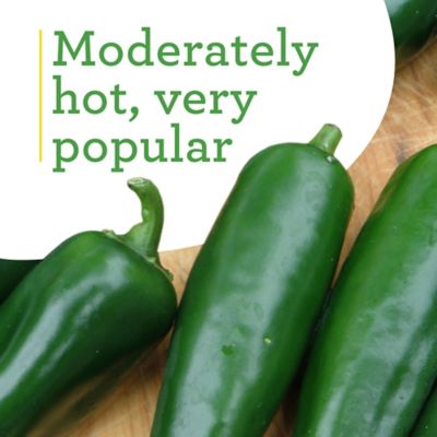 Image showing  Jalapeno Plugs, 3-Pack