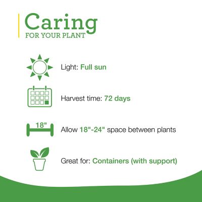 Image showing  Jalapeno Plugs, 3-Pack