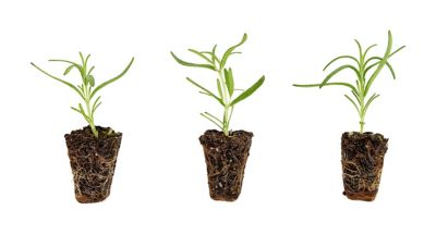 Bonnie Plants Rosemary Plugs, 3 Pack