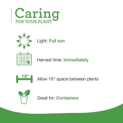 Image showing  Sweet Basil Plugs, 3 Pack