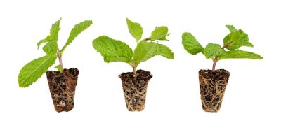 Bonnie Plants Sweet Mint Plugs, 3 Pack
