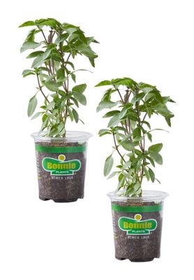 Bonnie Plants 19.3 oz. Thai Basil, 2 Pack