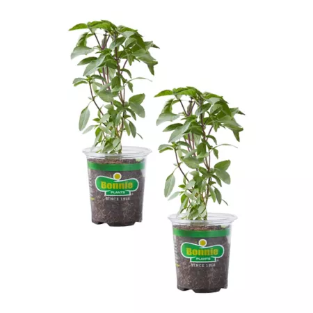 Bonnie Plants 19.3 oz Thai basil pack of 2 Herb Plants