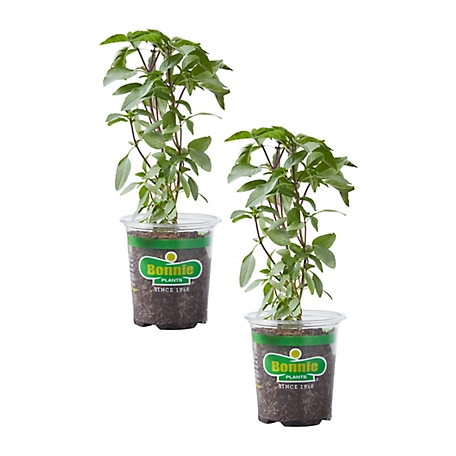 Bonnie Plants 19.3 oz. Thai Basil, 2 Pack
