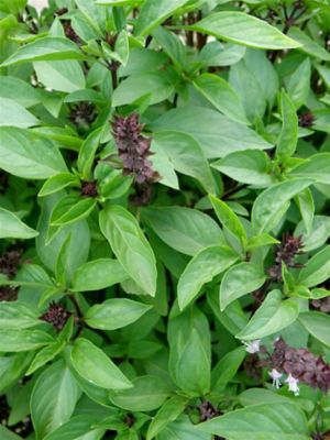 Image showing  19.3 oz. Thai Basil, 2 Pack