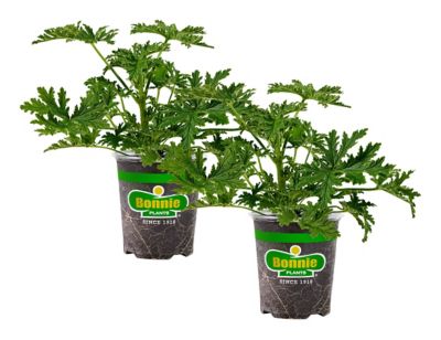 Bonnie Plants 19.3 oz. Citronella, 2 Pack