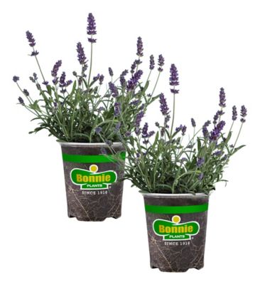 Bonnie Plants 19.3 oz Lavender, 2 Pack