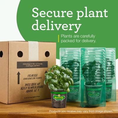 Image showing 6 th Bonnie Plants 19.3 oz. Potted Lavender Plants, 2 pc.