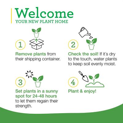 Image showing 7 th Bonnie Plants 19.3 oz. Potted Lavender Plants, 2 pc.