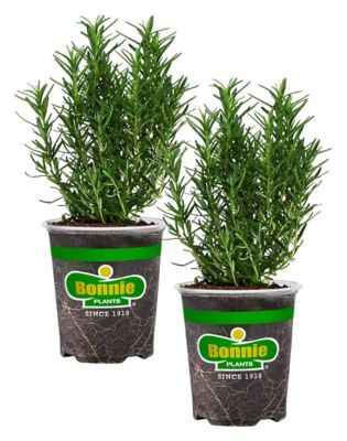 Bonnie Plants 19.3 oz. Potted Rosemary Plants, 2 pc.