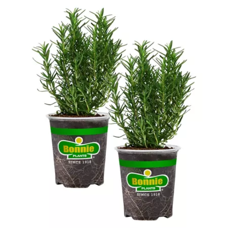 Bonnie Plants 19.3 oz Potted rosemary plants 2 pcs. Herb Plants