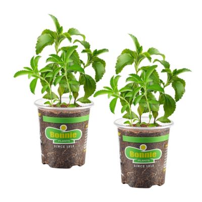 Bonnie Plants 19.3 oz. Stevia, 2 Pack